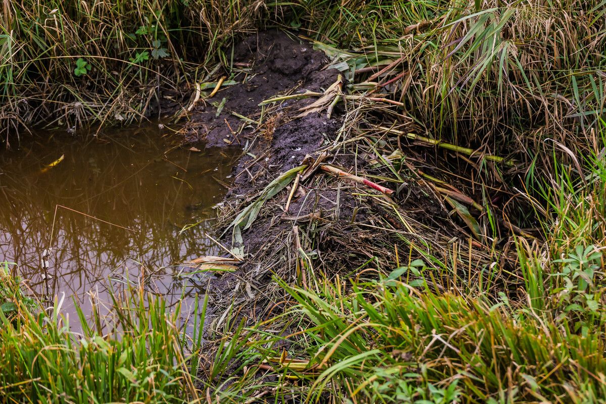 Diesen Staudamm hat ein Biber im Schweizer Ried sehr aufwendig gebaut und sich damit ein tolles Bad errichtet.⇒.VN/Steurer