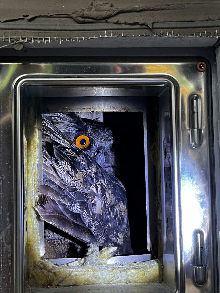 Ein Uhu steckte in einem Kamin fest, konnte jedoch befreit werden.⇒AFP