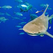 Mexikanischer Meeresbiologe in Costa Rica von Hai schwer verletzt