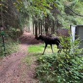 „Emil“ hat jetzt neue Heimat