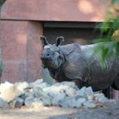 Nashorn zieht ein