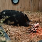 Herzige Schweinchen