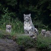Flauschiger Nachwuchs