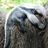An Mama festgekrallt