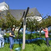 Weinlese in Göfis