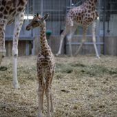Giraffen-Nachwuchs