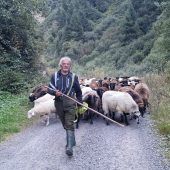300 Schafe sicher ins Tal zurückgebracht