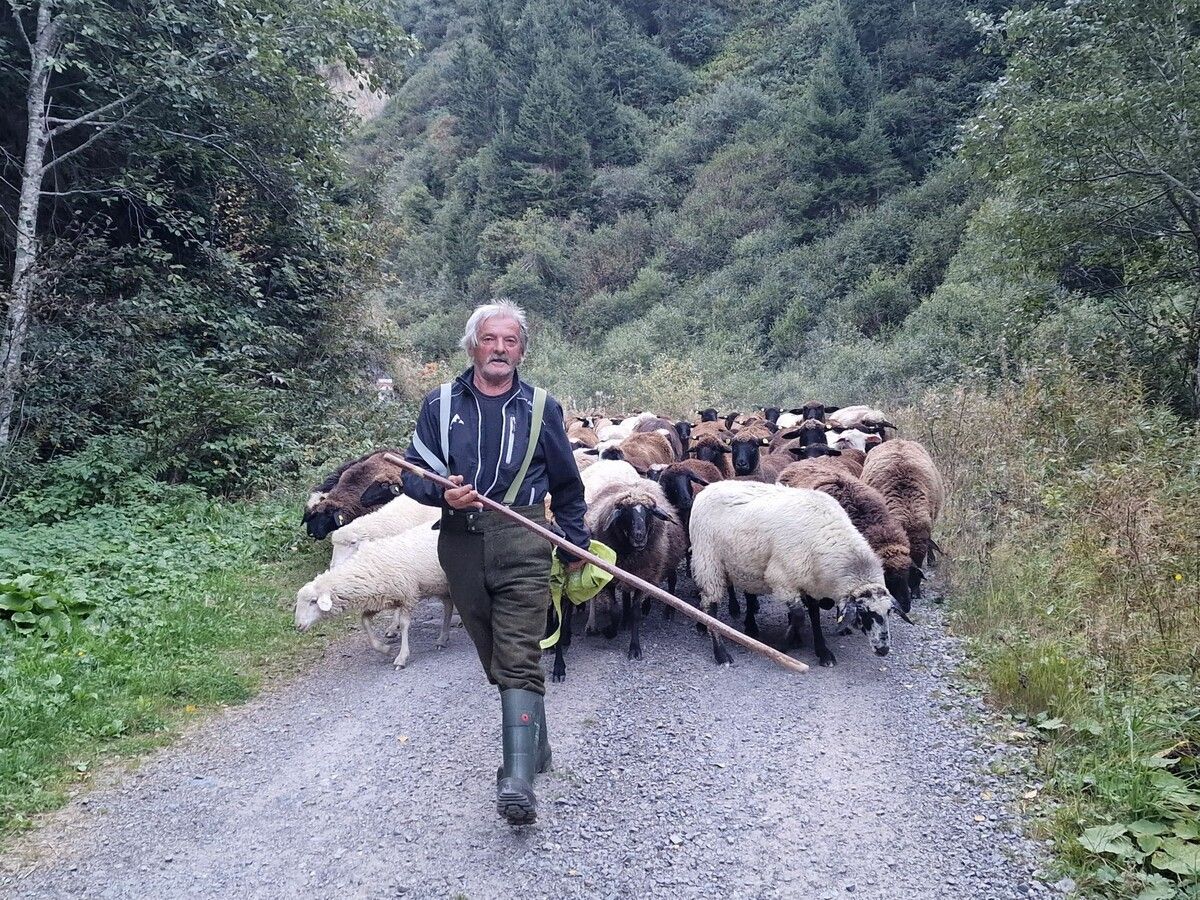 Hirte Michael Saler führte seine Schafe sicher ins Tal zurück.⇒est (3)