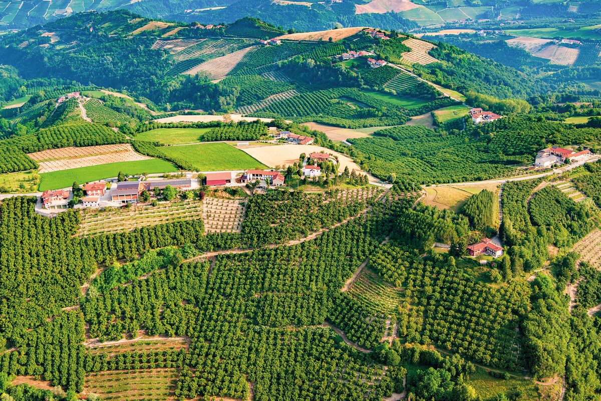 Im Südwesten der Langhe dominiert die Haselnuss, ein Kulturgut. ⇒Shutterstock