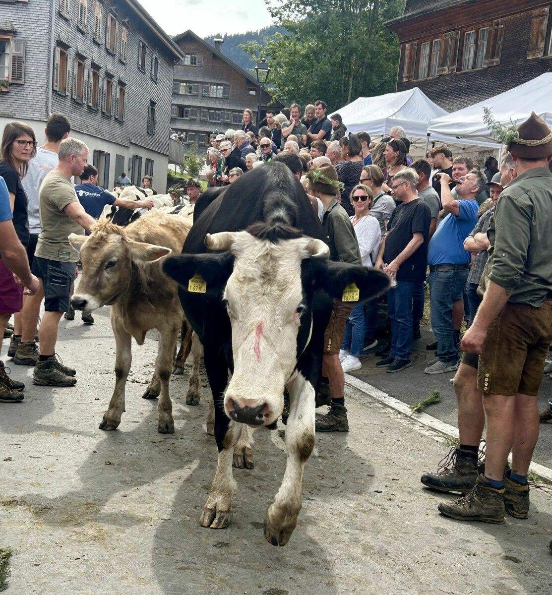Jubelnd wurden die Tiere empfangen. ⇒BP