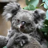 Australien stoppt Abholzung an Ostküste für Koala-Nationalpark