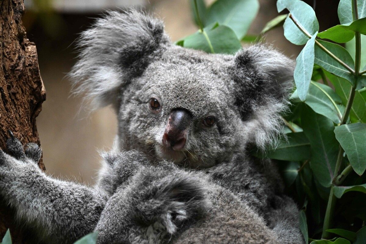 Mehr als 12.000 Koalas sollen in dem Nationalpark leben.⇒AFP