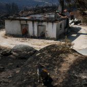 Waldbrände brechen in Portugal und Spanien erneut aus