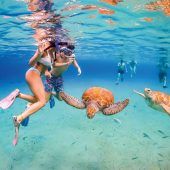 Schwimmen mit Schildkröten