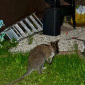 In Tirol ausgebüxtes Wallaby kehrt zurück und wartet am Gartenzaun
