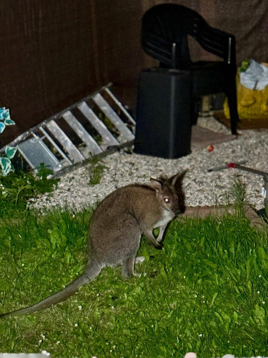 Tagelang wurde nach der kleinen Wallaby-Dame Lisa gesucht.⇒symbolbild aFP