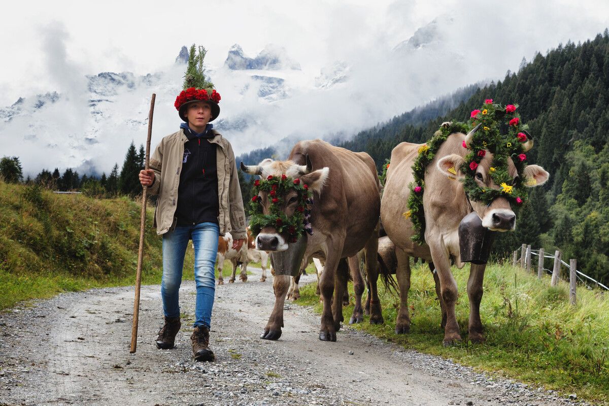 Tiere sowie Älplerinnen und Älpler durften heuer gut genährt und zufrieden wieder ins Tal zurückkehren. ⇒Montafon Tourismus