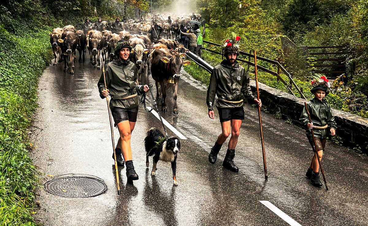 Über 500 Rinder kommen von den Emser Alpen ins Tal.⇒Stadt