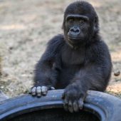 Kleiner Gorilla bald wieder in Freiheit