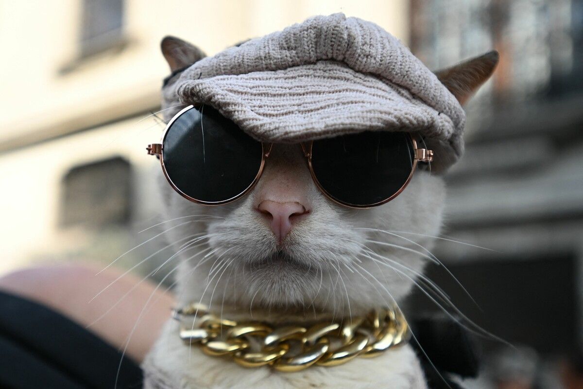 Bei einer Veranstaltung in Lima verkleidete ein Katzenfan seinen Vierbeiner mit Sonnenbrille, Goldkette und Käppi.
