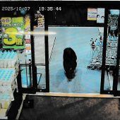 Bär randalierte in ­Supermarkt in Japan