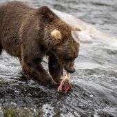 Braunbär Chunk holt bei „Fat Bear“-Wahl denTitel