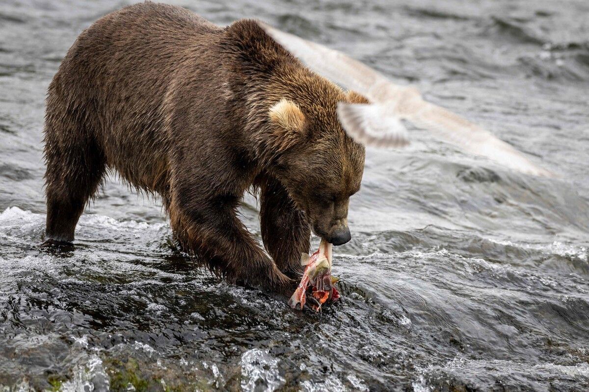 Der schwergewichtiger Bär „Chunk“ wird neuer Fat-Bear-Champion in Alaska. ⇒afp