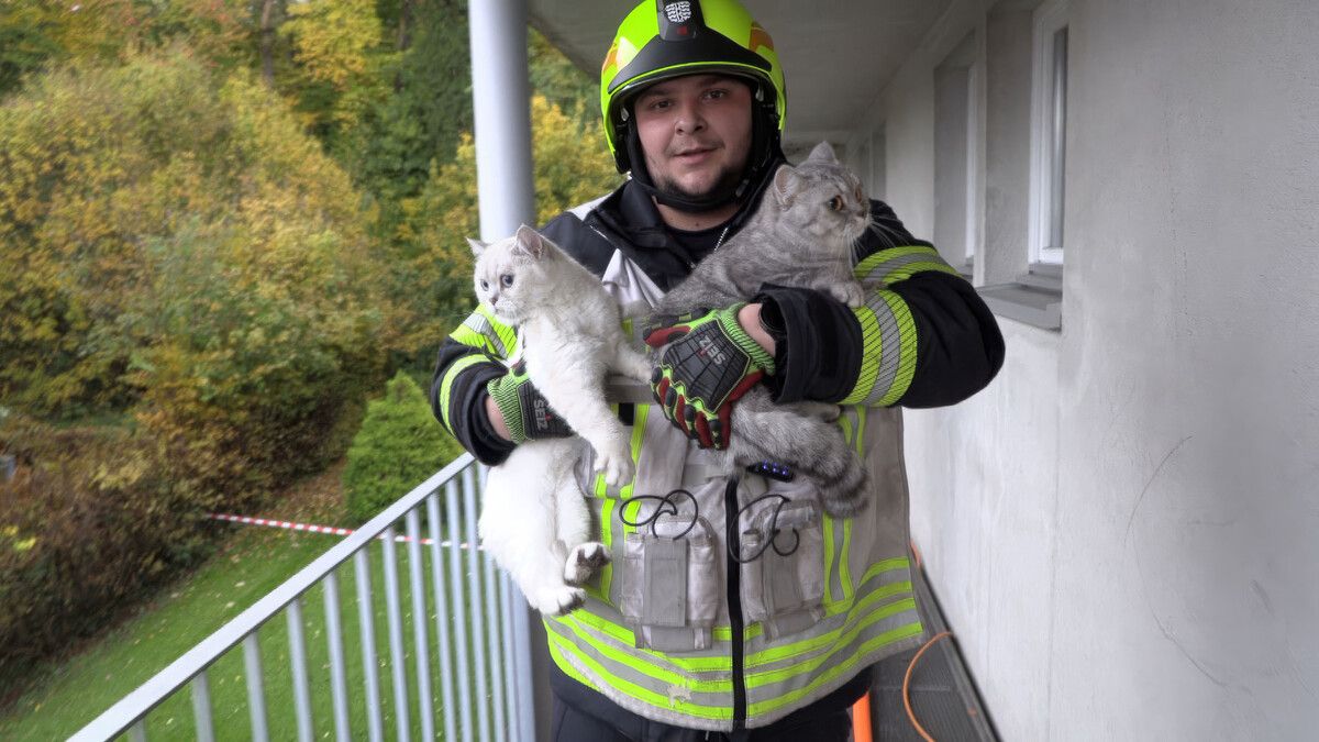 Die Retter brachten drei Katzen in Sicherheit.⇒VMS