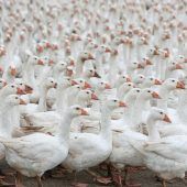 Vogelgrippe grassiert in Deutschland