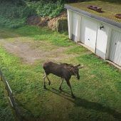 Elch auf Garagendach im Schwarzwald