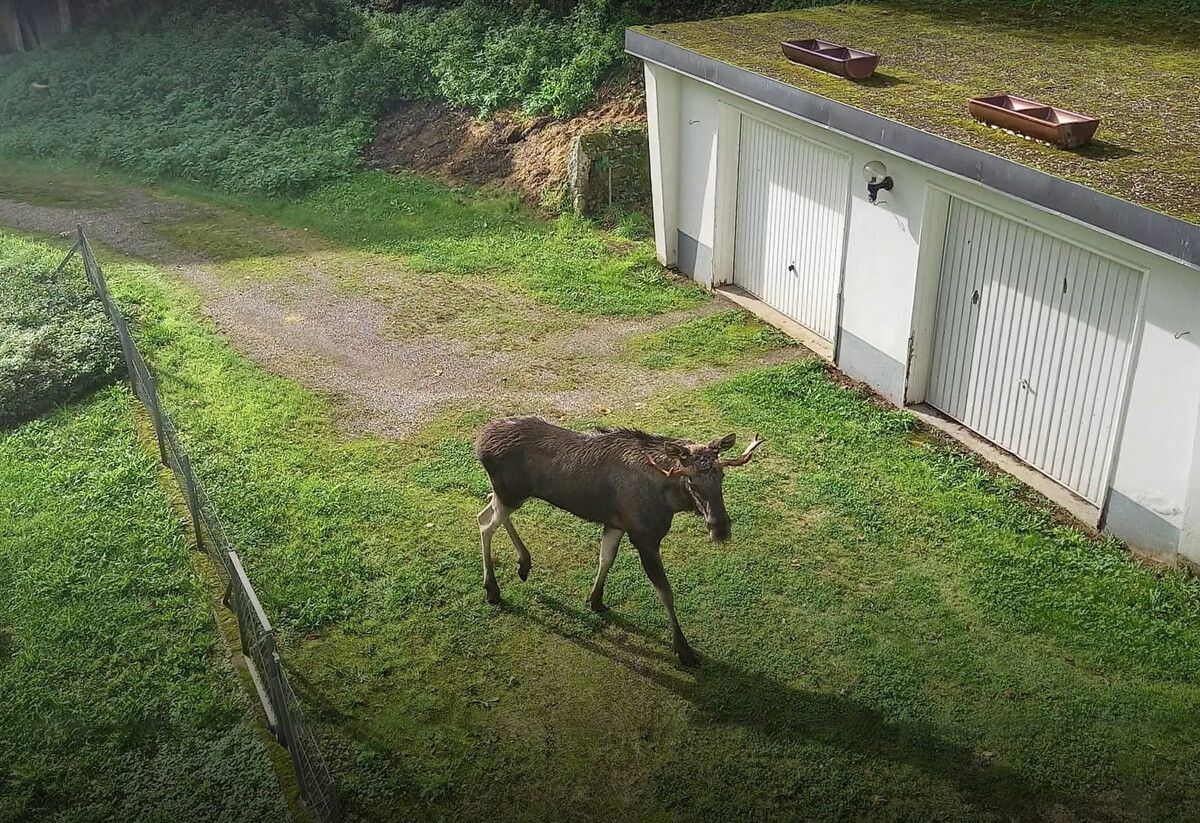 Ein Elch klettert im Schwarzwald mitten im Wohngebiet auf eine Garage. ⇒screenshot/ Friske