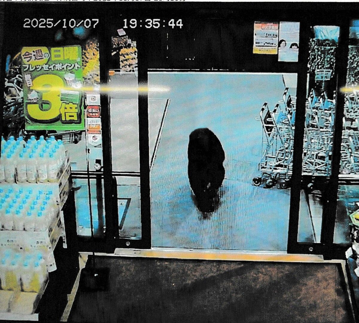 Erst vergangene Woche hat sich ein Bär in einen Supermarkt verlaufen.⇒AFP