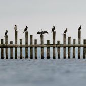 Kormoran-Abschüsse