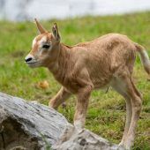 Tierischer Erfolg