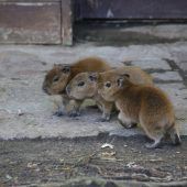 Süßes Trio auf Achse