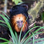 Zuwachs im Kölner Zoo