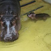 Mini-Hippo gedeiht