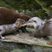 Familien-Schwimmen