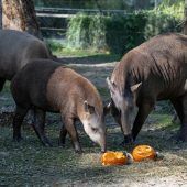 Bald ist Halloween