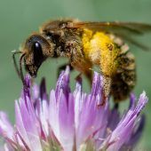 Sorge um Wildbienen