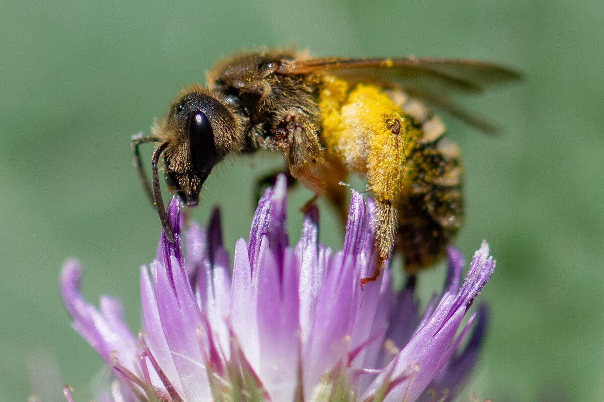 Größtes Problem für die Wildbienen ist der Verlust des Lebensraums.⇒AFP