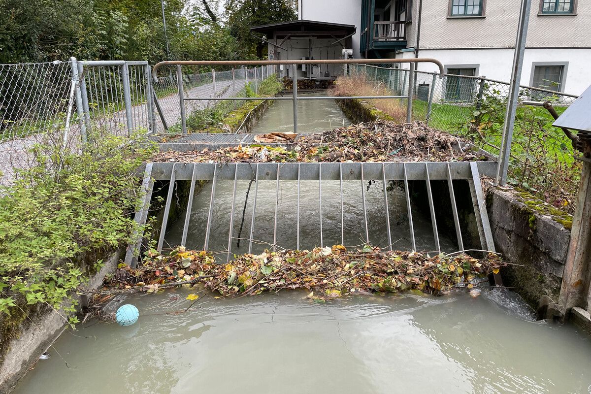 Grünmüll, der im Müllerbach entsorgt wird, verstopft die Rechen der dortigen Kleinkraftwerke, beklagt die Stadtverwaltung.⇒Stadt