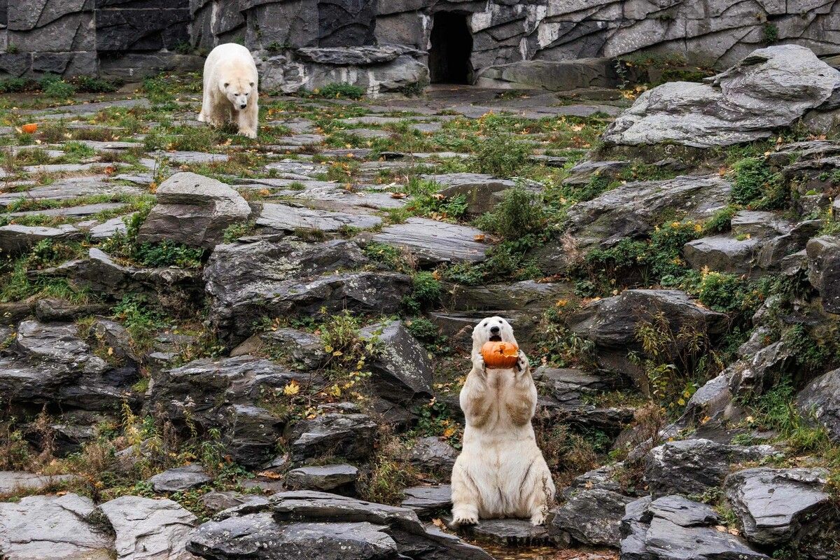 Im Tierpark Berlin-Friedrichsfelde lässt sich ein Eisbär einen Kürbis schmecken. 