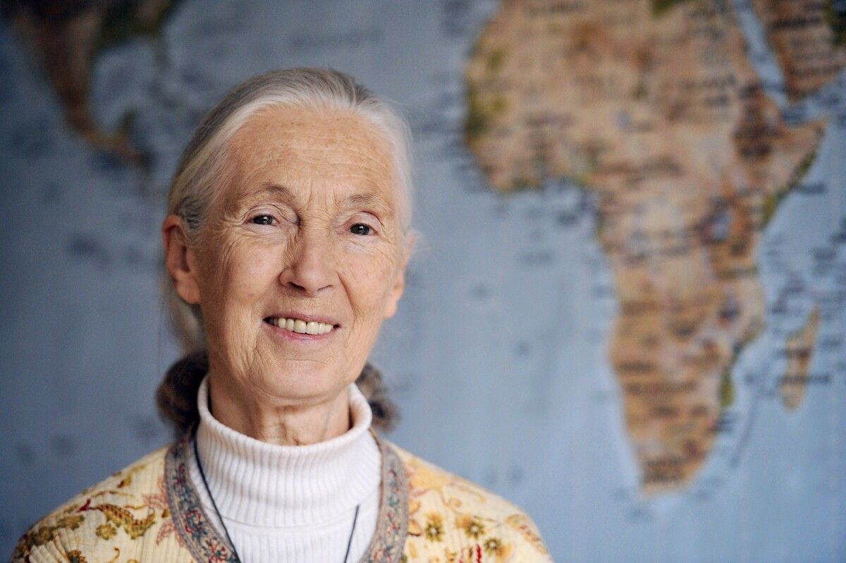 Jane Goodall setzte sich zeitlebens für Tiere, Umwelt und Hoffnung ein – ihr Vermächtnis wirkt weit über ihren Tod hinaus.⇒afp