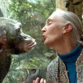 Weltberühmte Primatenforscherin Jane Goodall ist tot