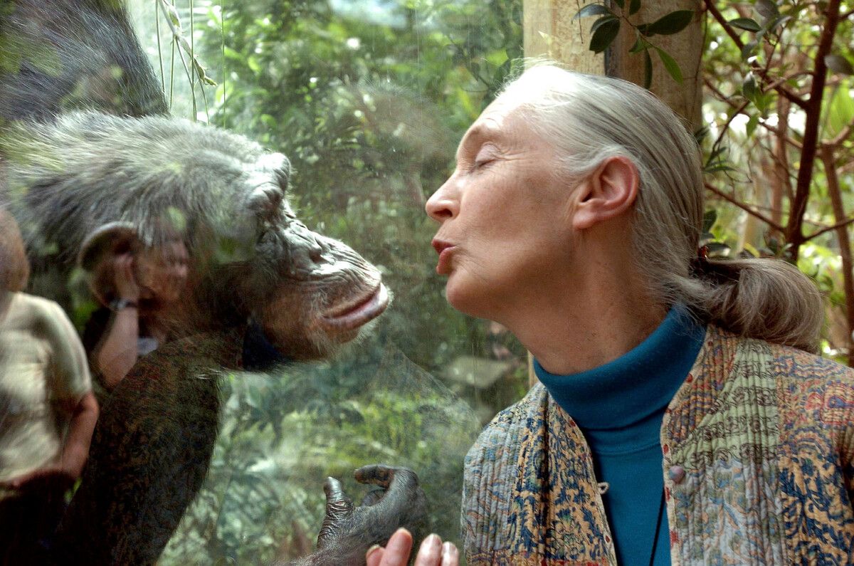 Jane Goodall suchte engen Kontakt zu Affen und gab ihnen Namen statt Zahlen.⇒AFP