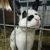 Tierische Rekorde im Schorenhof