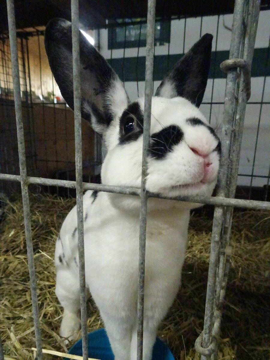 Kaninchen & Co. waren die Stars bei der 4. Kleintierausstellung im Schorenhof.