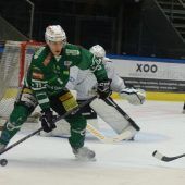 Die Tiger krallten sich die Eisbären