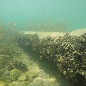 Müssen bald alle Boote am ­Bodensee in die Waschanlage?